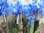 Orchidee,Phalenopsis,blau gefärbt,mehrere Triebe