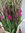 Gladiolen,pink,10 Stück,80cmlang,Bundware
