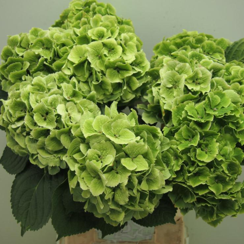 Hortensie,Hydrangea,grün,1 Stück,ca.50cm lang,Schnittblume