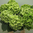 Hortensie,Hydrangea,grün,1 Stück,ca.50cm lang,Schnittblume