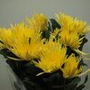 Chrysanthemen, gelb,10 Stiele ,70cm