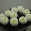 Chrysanthemen,Ping-Pong,weiss,10 Stiele ,70cm