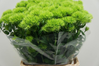 Dianthus barbartus,Green Trick,Länge 40cm-50cm,10 Stück,