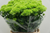 Dianthus barbartus,Green Trick,Länge 40cm-50cm,10 Stück,