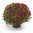 Chrysanthemen-Kugel im Topf,dunkelrot