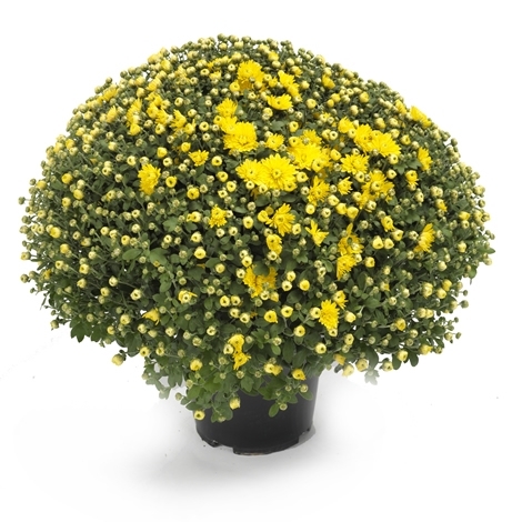 Chrysanthemen-Kugel im Topf,gelb