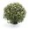 Chrysanthemen-Kugel im Topf,weiss