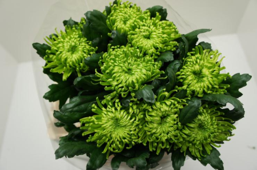 Chrysanthemen,grün,10 Stiele,70cm