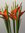 Business-Blumen-Strauss Nr.20,Heleconia caribea