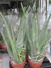 Business-Pflanze Nr.1 ,Aloe vera,ca.60cm hoch