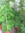 Business-Pflanze Nr.3 ,Asparagus plumosus,Pyramide,grosse Pflanze,ca 80cm hoch