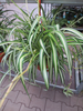 Chlorophytum comosum, Cordylilie, Graslilie, Grünlilie,als Hängeampel gross,sehr schön gewachsen.