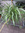 Chlorophytum comosum, Cordylilie, Graslilie, Grünlilie,als Hängeampel gross,sehr schön gewachsen.