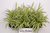 Chlorophytum comosum, Cordylilie, Graslilie, Grünlilie,schön gewachsen.
