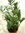 Zamioculcas zamiifolia, ca 80cm hoch,grün
