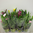 Calla,Zantedeschia im Topf,mit vielen Blüten und Knospen