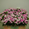 Dianthus barbartus,bunt,Länge 40cm-50cm,10 Stück,
