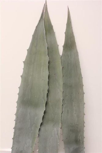 Agavenblatt,60-80cm lang