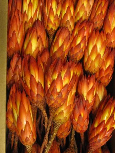 Protea repens,rot,getrocknet,3 Stück,
