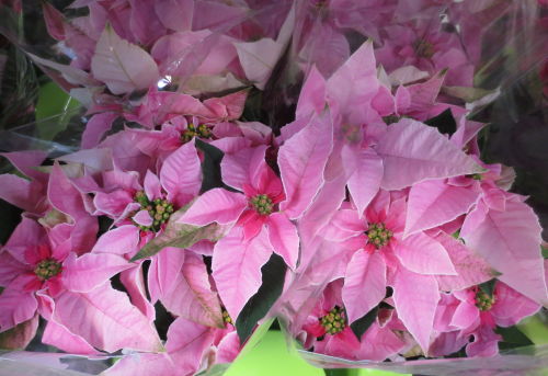 Euphorbia pulcherrima,Weihnachtsstern,Princettia pink-rosa,hell, 5 -8 Blüten,1 Topf