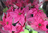 Euphorbia pulcherrima,Weihnachtsstern,Princettia pink, 5-8 Blüten,1 Topf