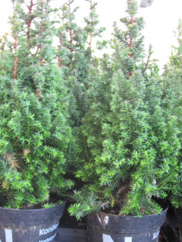 Weihnachtsbaum,klein,40-50cm,Konifere,