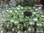 24 Weihnachts-Kugeln aus Glas,matt und glänzend,gemischt,Ø 25 mm,Farbe lichtgrün,am Draht