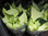 Euphorbia pulcherima,Weihnachtsstern,midi,weiss,4-6-Blüten