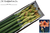 Amaryllis,Hippeastrum,Ritterstern,apricot,3 Stiele a 4 Blüten,70-80 cm, beste Qualität