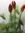 Adventstrauss,Amaryllis,rot,3 Stiele a 4 Blüten,mit Seidenkiefer,70-80cm,beste Qualität
