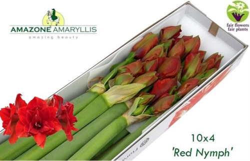 Amaryllis,Hippeastrum,Ritterstern,gefüllt,rot,3 Stiele a 4 Blüten,70-80 cm, beste Qualität