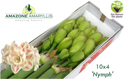 Amaryllis,Hippeastrum,Ritterstern,gefüllt,zweifarbig,3 Stiele a 4 Blüten,70-80 cm, beste Qualität