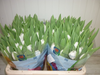 Tulpen, weiss,30 Stück