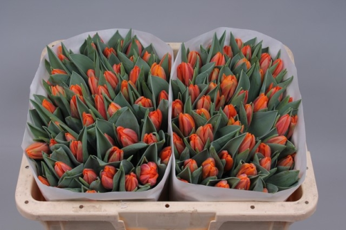 Tulpen,orange,30 Stück