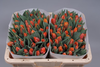 Tulpen,orange,30 Stück