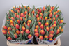 Tulpen,zweifarbig,30 Stück