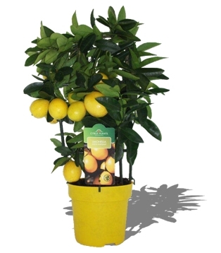 Citrus-Pflanze,Limonella