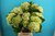 Hortensie,Hydrangea,grün-weiss,1 Stück,ca.50cm lang,Schnittblume