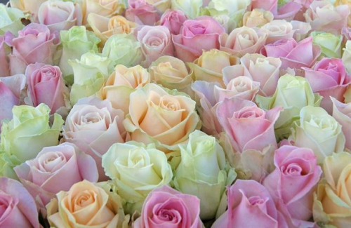 Rosen,pastellfarben,gemischt,50cm,10 Stück,großblumig,Bundware,