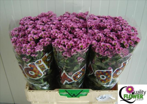 Santini,pink,10 Stiele,50-60 cm lang,mit vielen Blüten und Knospen