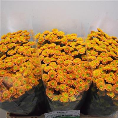 Santini,orange,10 Stiele,50-60 cm lang,mit vielen Blüten und Knospen