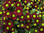 Santini,rot,braun10 Stiele,50-60 cm lang,mit vielen Blüten und Knospen