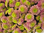 Santini,rosa,10 Stiele,50-60 cm lang,mit vielen Blüten und Knospen