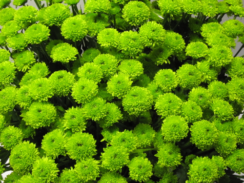 Santini,grün,10 Stiele,50-60 cm lang,mit vielen Blüten und Knospen