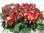 Freiland-Rosen,zweifarbig,orange-gelb,großbblumig,10 Stück,30-40cm lang,Bundware