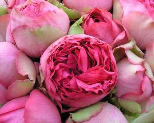 Freiland-Rosen,rosa-pink,grossblumig,10 Stück,30-40cm lang,Bundware