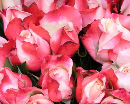 Freiland-Rosen,zweifarbig,rosa-weiss,großbblumig,10 Stück,30-40cm lang,Bundware