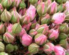 Freiland-Rosen,rosa,mehrblütig,10 Stück,30-40cm lang,Bundware