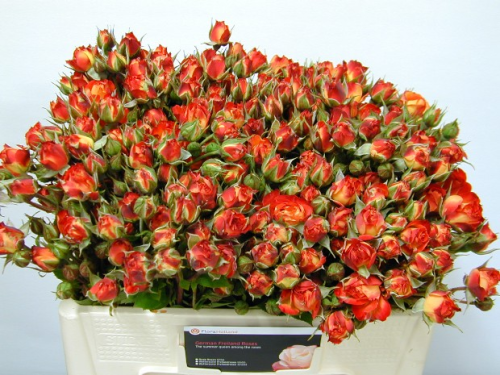 Freiland-Rosen,mehrfarbig,mehrblütig,10 Stück,30-40cm lang,Bundware