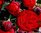 Freiland-Rosen,rot,mehrblütig,10 Stück,30-40cm lang,Bundware